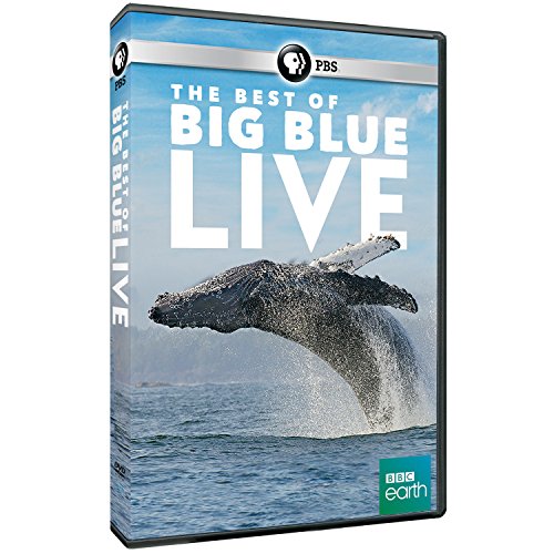 Best Of Big Blue Live - Video Vid NTSC Region 1 USA Disk Digital Versatile Disc