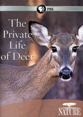 Nature Private Life Of Deer